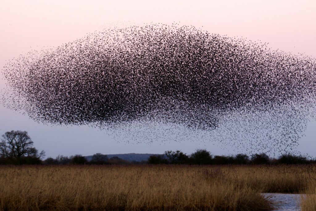 A swarm of bugs similar to the swarm released by John Coffey during his form of tonglen meditation in "The Green Mile"