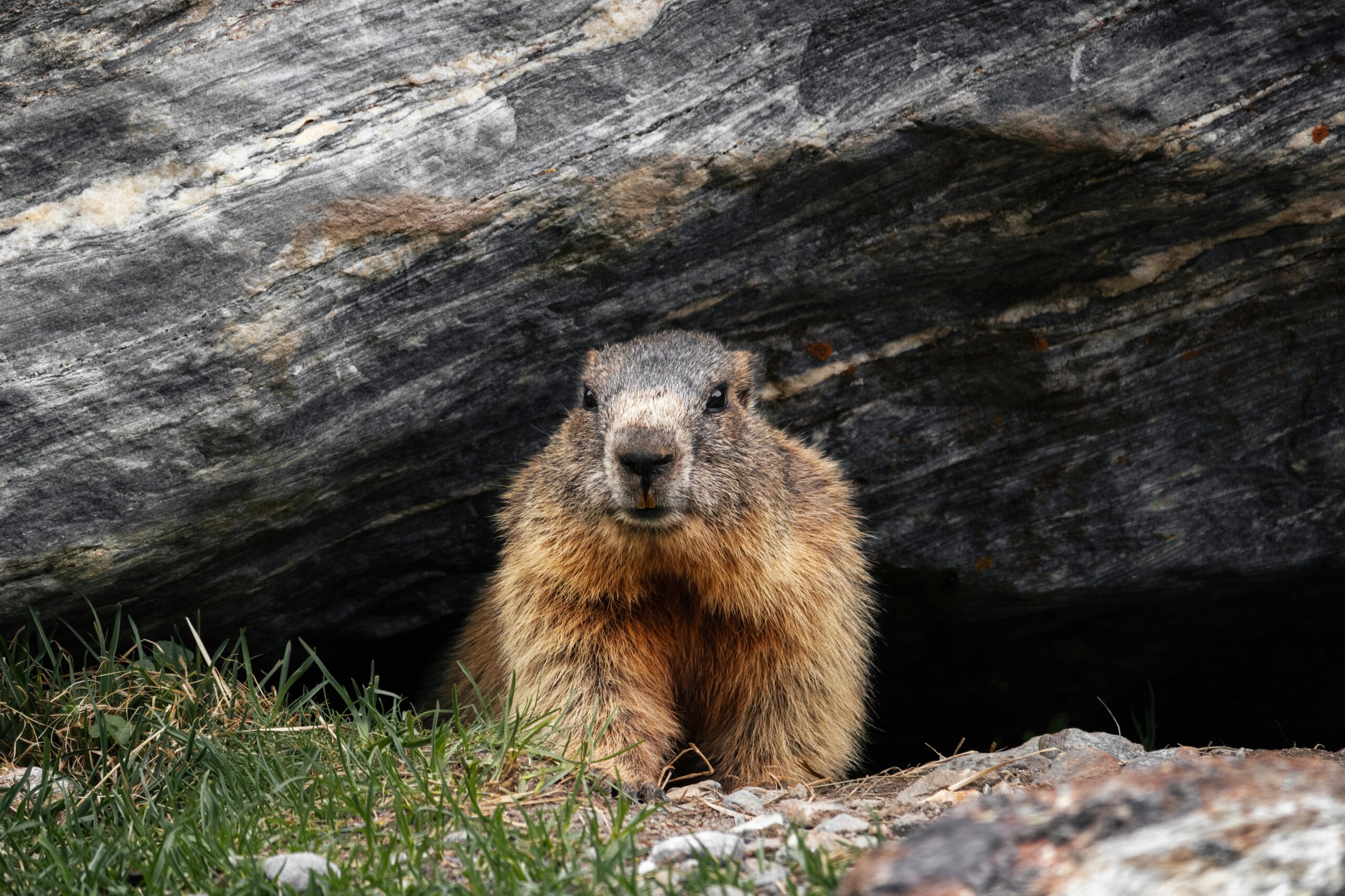 A goundhog resembling punxsutawney phil from Bill Murray's Groundhogs day