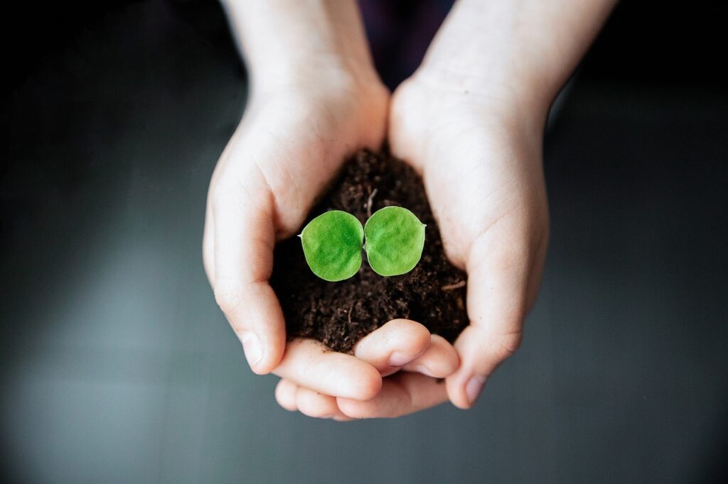 Seedling growing as a result of samu meditation practice